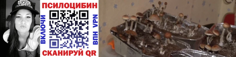 mega как войти  Константиновск  Псилоцибиновые грибы мицелий  даркнет сайт 